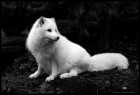 Elinushka