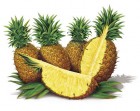 Fruktai