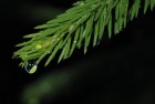 Gabr_iele