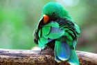 Greenys
