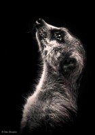Majestic