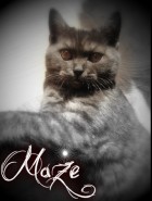 Mazea