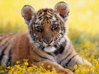 Tigere