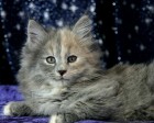 VioLy