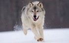 Wolfas112
