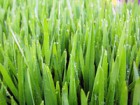 agnut