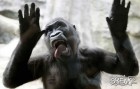 ahujienas