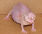 duxas