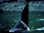 eShark