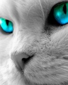 katukasxx