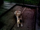 labradoras
