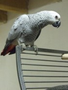 mjanera