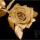 -GoldenRose nuotrauka