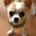Chihuahua nuotrauka