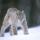 Lynx nuotrauka