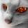 Madcat nuotrauka