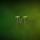 TvT nuotrauka