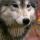 WolfLime nuotrauka