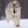 Wolfas112 nuotrauka