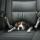 a_dog nuotrauka