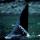 eShark nuotrauka