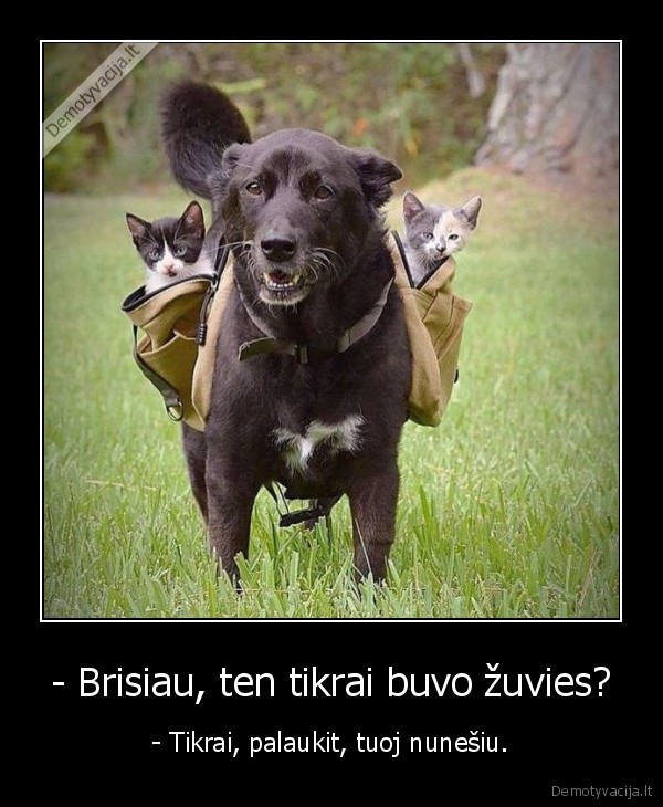 kate,katinas,kaciukas,suo,zuvis