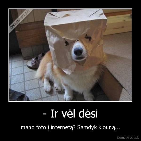 sunys,klounas,foto,internetas,gyvunai