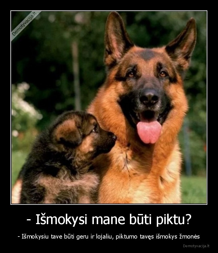 sunys,lojalumas,zmones,gyvunai