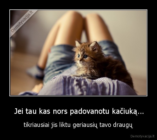 Jei tau kas nors padovanotu kačiuką...