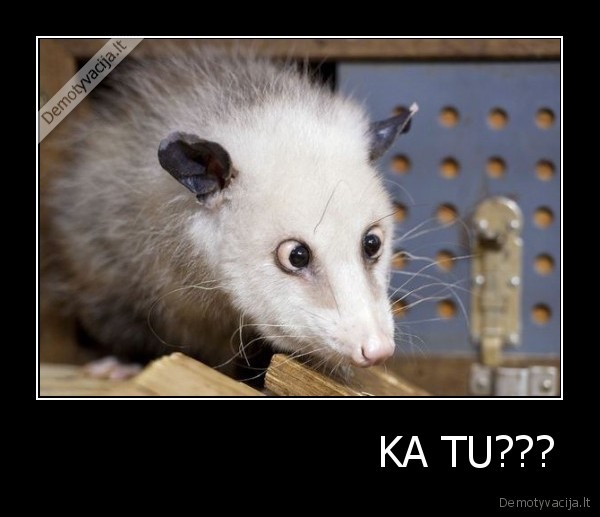                          KA TU???