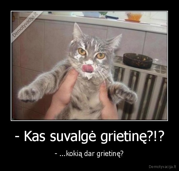 - Kas suvalgė grietinę?!?