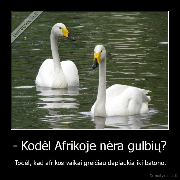 - Kodėl Afrikoje nėra gulbių?