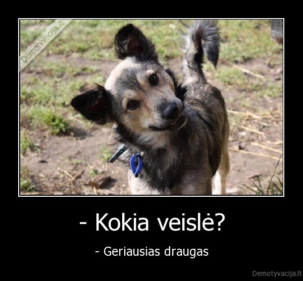 suo,suniukas,neveislinis, suo