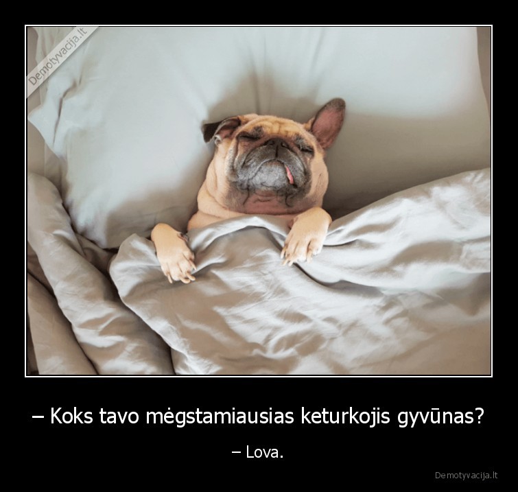lova,suo,keturkojis