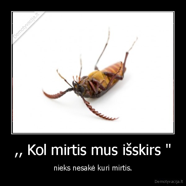 uostyk, mano, kojine,nes, ji, kvepia, kopustu, sultymis