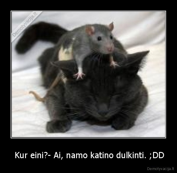  Kur eini?- Ai, namo katino dulkinti. ;DD