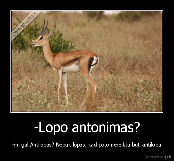 antilope