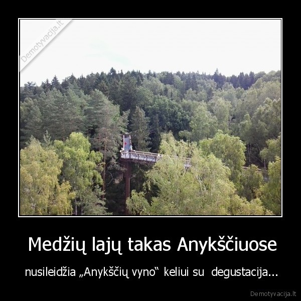 anyksciai,miskas,vasara,vynas
