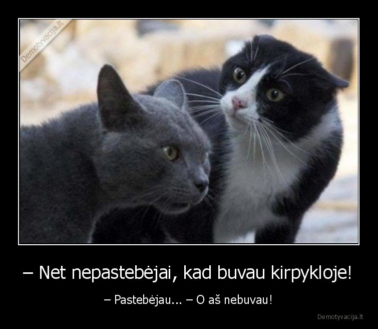moterys,kirpykla,kirpejas,katinai