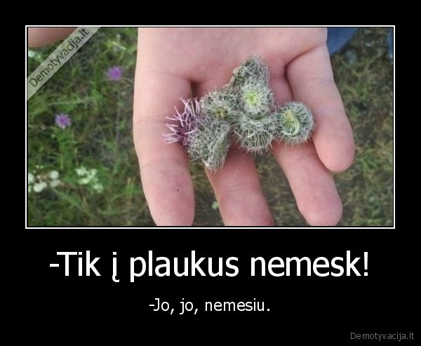 augalai,zole,plaukai