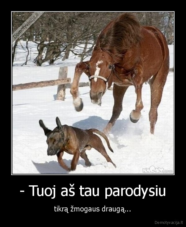 arkliai,sunys,draugas