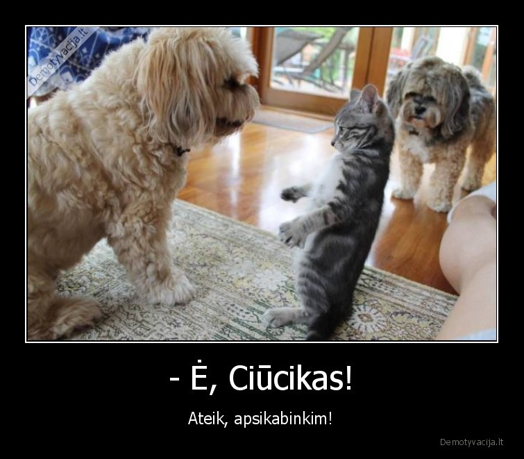 ciucikai,apsikabinkit,gyvunai,augintiniai,sunys,kates