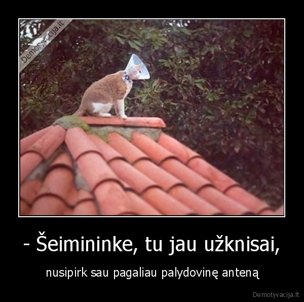 - Šeimininke, tu jau užknisai,