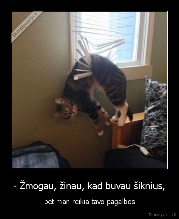 kate,katinas,siknius,pagalba,zmogus,zaliuzes