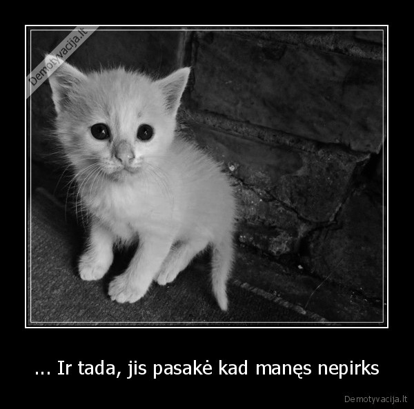 nepirksiu,sio, katino,jis, per, grazus