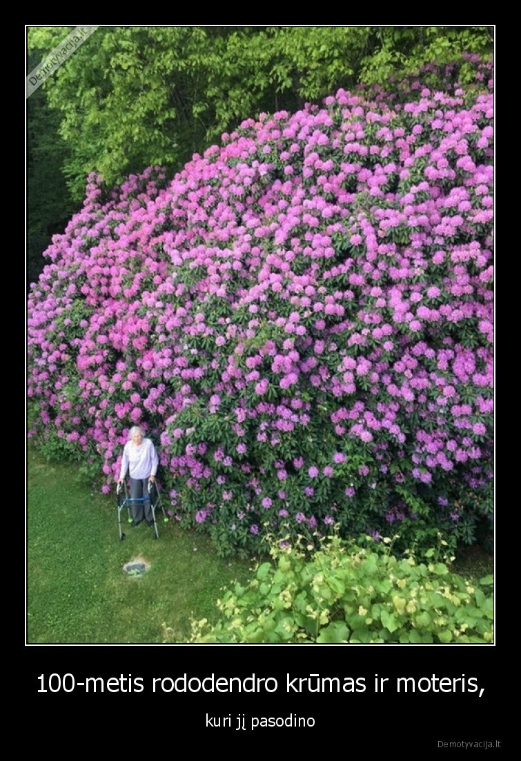 krumas,geles,rododendras