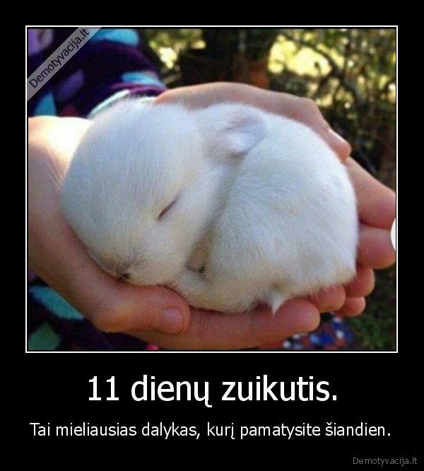zuikutis,zuikis,kiskis,miela