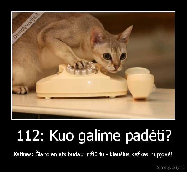 kastracija,katinas