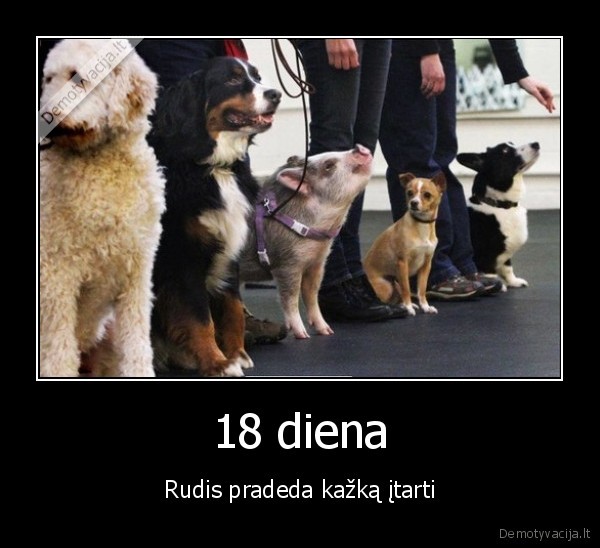 kiaule,pavadelis,augintinis