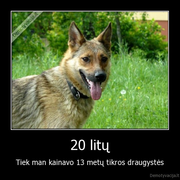 suo,gyvunai,draugyste